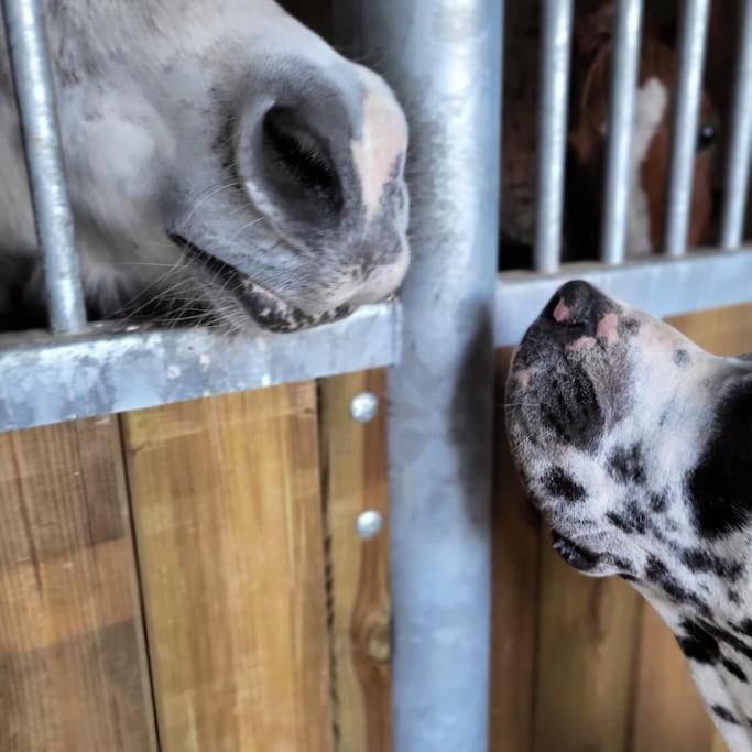 Gite Au Haras D'Agathe Et Ses Princes Les Barils Esterno foto